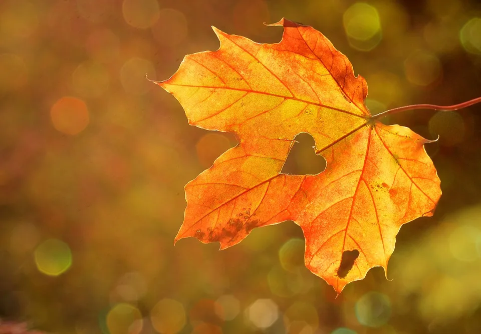Herbstliches Ahornblatt mit einem herzförmigen Loch