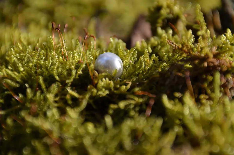 Silberne Perle im Moos